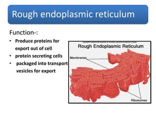 Rough endoplasmic reticulum
Function-:
• Produce proteins for
export out of cell
• protein secreting cells
• packaged into transport
vesicles for export
 