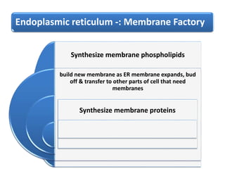 Endoplasmic reticulum -: Membrane Factory
Synthesize membrane phospholipids
build new membrane as ER membrane expands, bud
off & transfer to other parts of cell that need
membranes
Synthesize membrane proteins
 