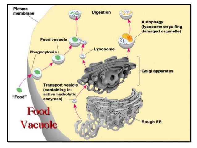 endomembrane system The endomembrane system produces lipids and proteins and transport them to specific cellular compartments the endomembrane system consists of the following two compartments called. endomembrane system The endomembrane system produces lipids and proteins and transport them to specific cellular compartments the endomembrane system consists of the following two compartments called.
