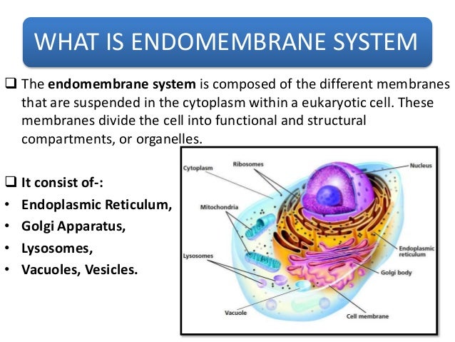 endomembrane system The endomembrane system produces lipids and proteins and transport them to specific cellular compartments the endomembrane system consists of the following two compartments called. endomembrane system The endomembrane system produces lipids and proteins and transport them to specific cellular compartments the endomembrane system consists of the following two compartments called.