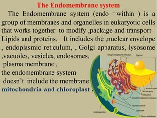 The Endomembrane system
The Endomembrane system (endo =within ) is a
group of membranes and organelles in eukaryotic cells
that works together to modify ,package and transport
Lipids and proteins. It includes the ,nuclear envelope
, endoplasmic reticulum, , Golgi apparatus, lysosome
,vacuoles, vesicles, endosomes,
plasma membrane ,
the endomembrane system
doesn’t include the membrane of either
mitochondria and chloroplast .
 