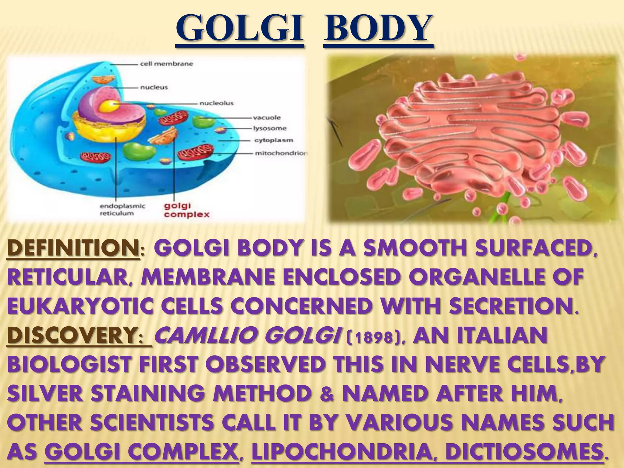 GOLGI BODY
DEFINITION: GOLGI BODY IS A SMOOTH SURFACED,
RETICULAR, MEMBRANE ENCLOSED ORGANELLE OF
EUKARYOTIC CELLS CONCERNED WITH SECRETION.
DISCOVERY: CAMLLIO GOLGI (1898), AN ITALIAN
BIOLOGIST FIRST OBSERVED THIS IN NERVE CELLS,BY
SILVER STAINING METHOD & NAMED AFTER HIM,
OTHER SCIENTISTS CALL IT BY VARIOUS NAMES SUCH
AS GOLGI COMPLEX, LIPOCHONDRIA, DICTIOSOMES.
 