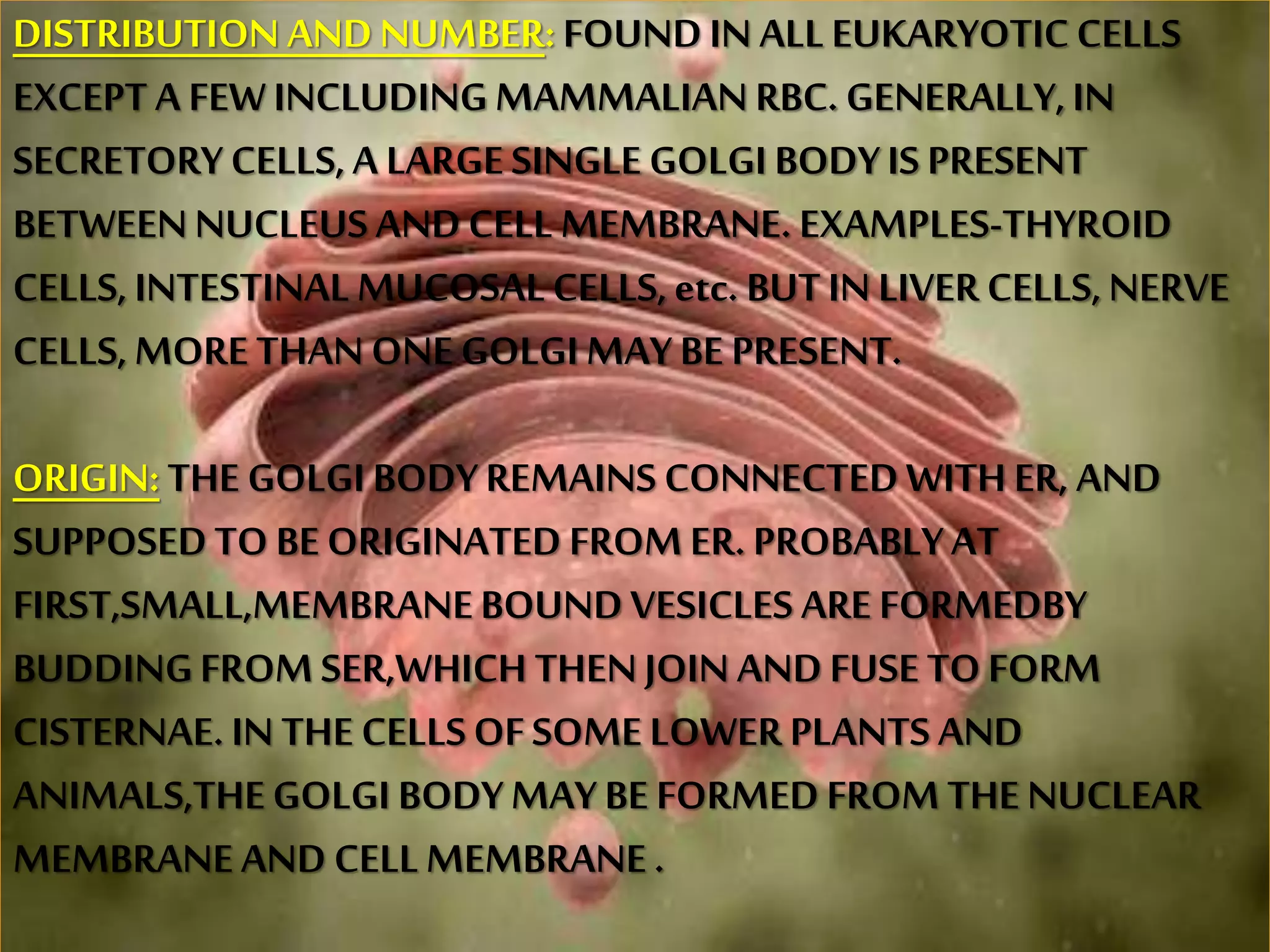 DISTRIBUTION ANDNUMBER:FOUNDIN ALLEUKARYOTICCELLS
EXCEPTA FEWINCLUDINGMAMMALIANRBC. GENERALLY,IN
SECRETORYCELLS,A LARGESINGLE GOLGI BODYIS PRESENT
BETWEENNUCLEUSANDCELL MEMBRANE. EXAMPLES-THYROID
CELLS,INTESTINALMUCOSALCELLS,etc. BUTIN LIVERCELLS,NERVE
CELLS,MORE THANONEGOLGI MAY BE PRESENT.
ORIGIN: THE GOLGI BODYREMAINS CONNECTEDWITH ER, AND
SUPPOSEDTO BEORIGINATED FROM ER. PROBABLYAT
FIRST,SMALL,MEMBRANEBOUNDVESICLES ARE FORMEDBY
BUDDINGFROM SER,WHICH THENJOIN ANDFUSE TOFORM
CISTERNAE.IN THE CELLSOFSOMELOWER PLANTS AND
ANIMALS,THEGOLGI BODYMAY BE FORMEDFROM THE NUCLEAR
MEMBRANEAND CELLMEMBRANE.
 