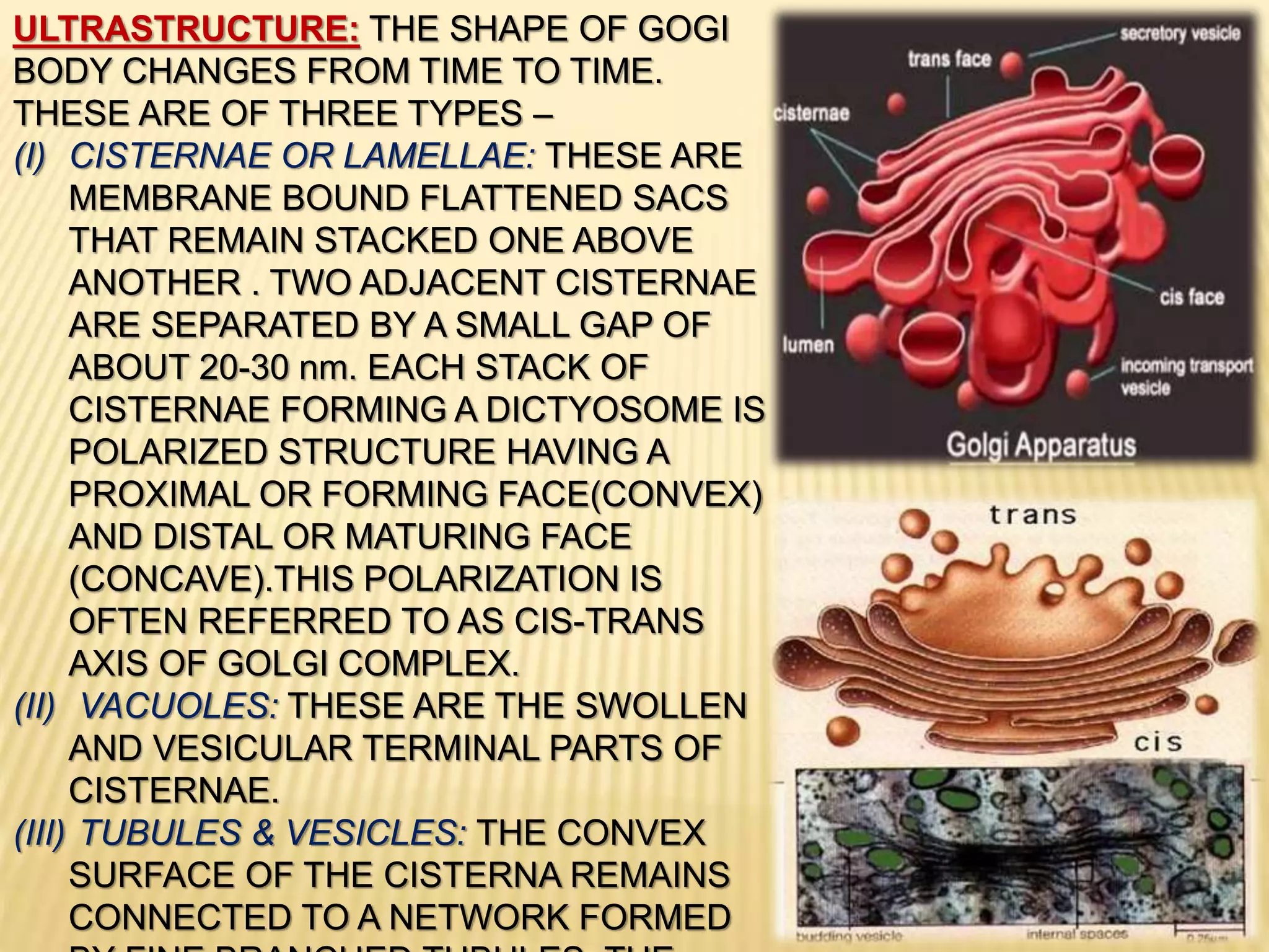 ULTRASTRUCTURE: THE SHAPE OF GOGI
BODY CHANGES FROM TIME TO TIME.
THESE ARE OF THREE TYPES –
(I) CISTERNAE OR LAMELLAE: THESE ARE
MEMBRANE BOUND FLATTENED SACS
THAT REMAIN STACKED ONE ABOVE
ANOTHER . TWO ADJACENT CISTERNAE
ARE SEPARATED BY A SMALL GAP OF
ABOUT 20-30 nm. EACH STACK OF
CISTERNAE FORMING A DICTYOSOME IS
POLARIZED STRUCTURE HAVING A
PROXIMAL OR FORMING FACE(CONVEX)
AND DISTAL OR MATURING FACE
(CONCAVE).THIS POLARIZATION IS
OFTEN REFERRED TO AS CIS-TRANS
AXIS OF GOLGI COMPLEX.
(II) VACUOLES: THESE ARE THE SWOLLEN
AND VESICULAR TERMINAL PARTS OF
CISTERNAE.
(III) TUBULES & VESICLES: THE CONVEX
SURFACE OF THE CISTERNA REMAINS
CONNECTED TO A NETWORK FORMED
 
