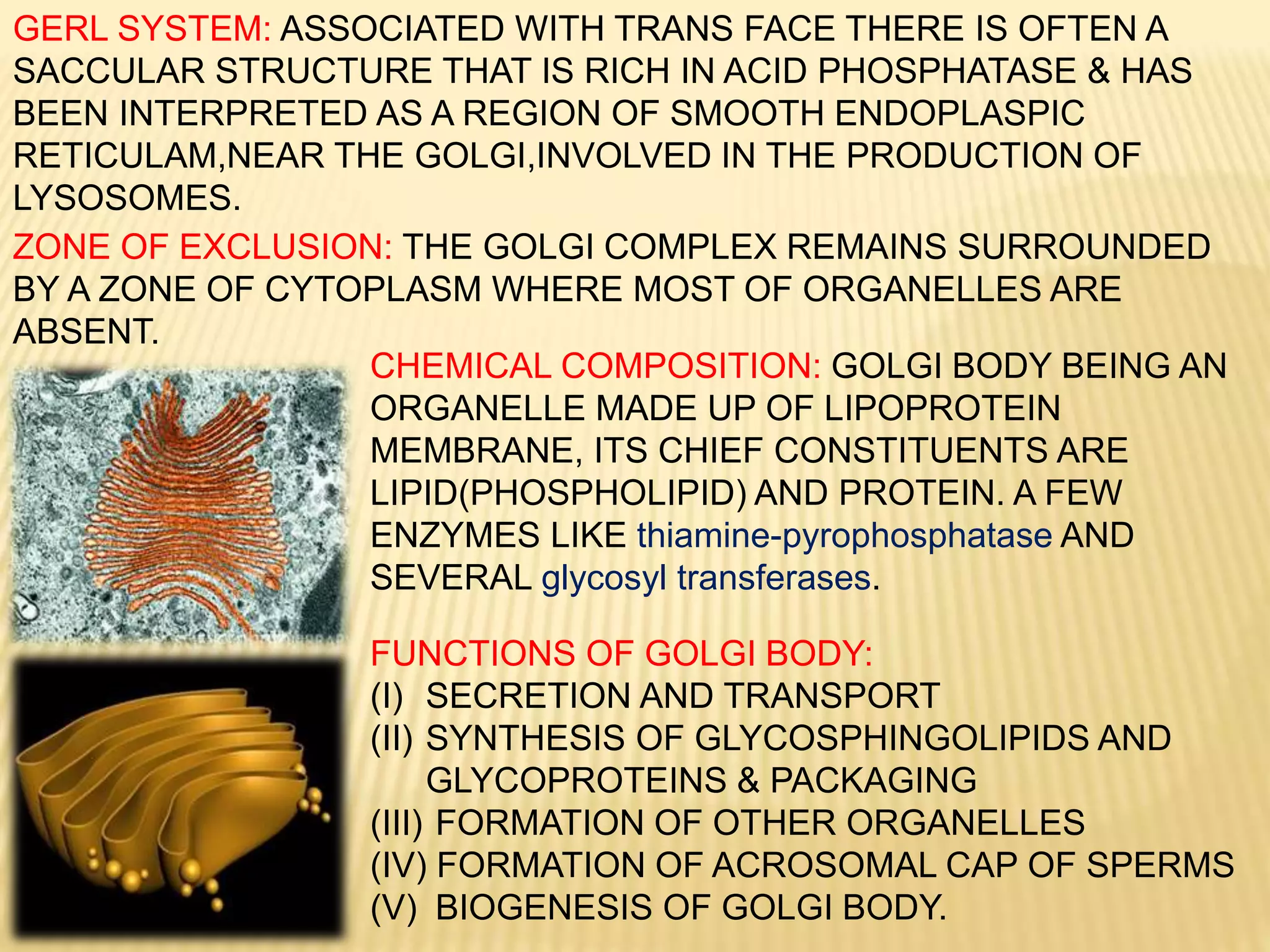 CHEMICAL COMPOSITION: GOLGI BODY BEING AN
ORGANELLE MADE UP OF LIPOPROTEIN
MEMBRANE, ITS CHIEF CONSTITUENTS ARE
LIPID(PHOSPHOLIPID) AND PROTEIN. A FEW
ENZYMES LIKE thiamine-pyrophosphatase AND
SEVERAL glycosyl transferases.
FUNCTIONS OF GOLGI BODY:
(I) SECRETION AND TRANSPORT
(II) SYNTHESIS OF GLYCOSPHINGOLIPIDS AND
GLYCOPROTEINS & PACKAGING
(III) FORMATION OF OTHER ORGANELLES
(IV) FORMATION OF ACROSOMAL CAP OF SPERMS
(V) BIOGENESIS OF GOLGI BODY.
ZONE OF EXCLUSION: THE GOLGI COMPLEX REMAINS SURROUNDED
BY A ZONE OF CYTOPLASM WHERE MOST OF ORGANELLES ARE
ABSENT.
GERL SYSTEM: ASSOCIATED WITH TRANS FACE THERE IS OFTEN A
SACCULAR STRUCTURE THAT IS RICH IN ACID PHOSPHATASE & HAS
BEEN INTERPRETED AS A REGION OF SMOOTH ENDOPLASPIC
RETICULAM,NEAR THE GOLGI,INVOLVED IN THE PRODUCTION OF
LYSOSOMES.
 
