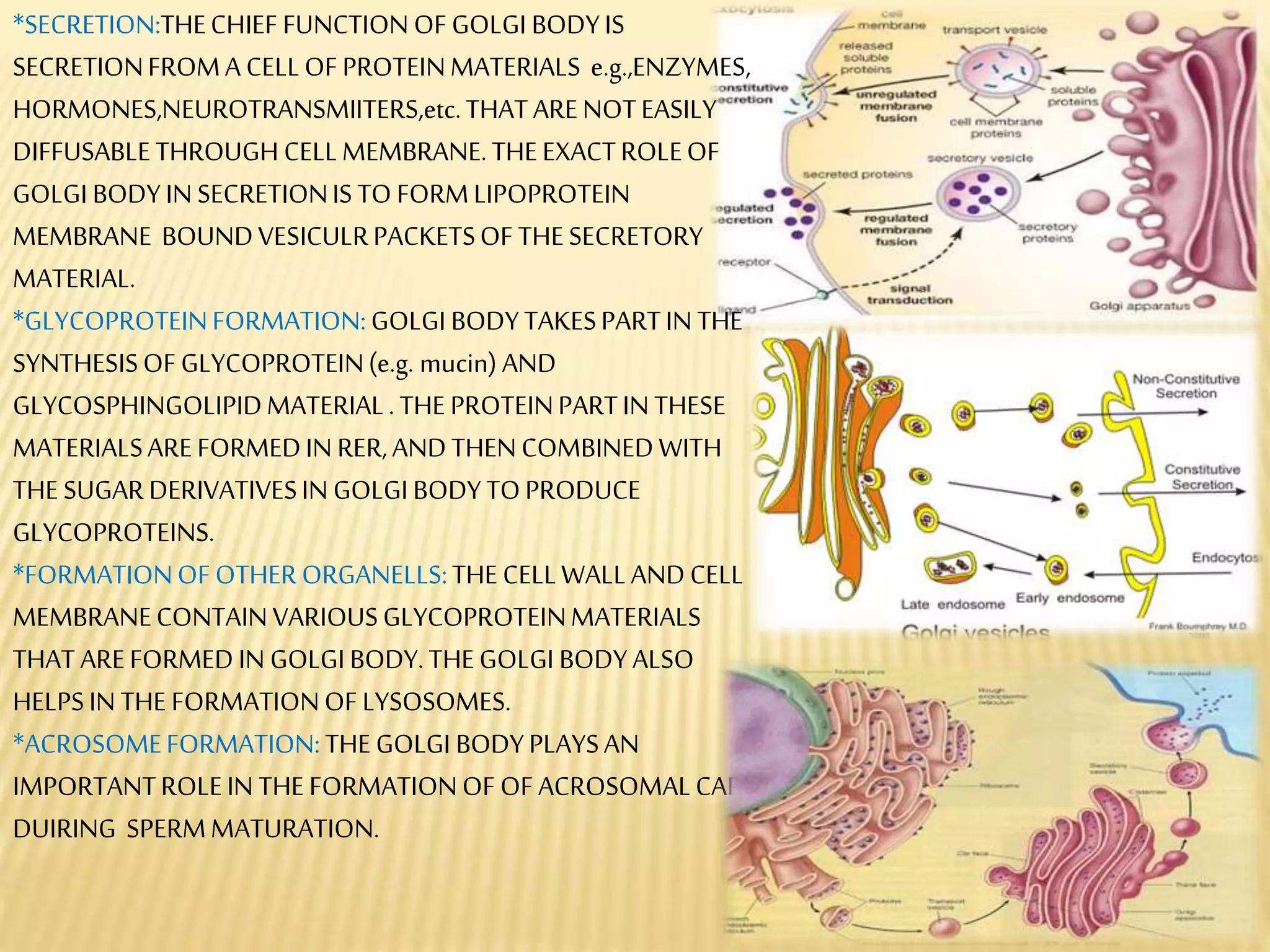 *SECRETION:THECHIEF FUNCTIONOFGOLGI BODYIS
SECRETIONFROMA CELLOFPROTEINMATERIALS e.g.,ENZYMES,
HORMONES,NEUROTRANSMIITERS,etc.THATARENOTEASILY
DIFFUSABLETHROUGHCELLMEMBRANE.THEEXACTROLEOF
GOLGI BODYIN SECRETIONIS TO FORMLIPOPROTEIN
MEMBRANE BOUNDVESICULRPACKETSOF THESECRETORY
MATERIAL.
*GLYCOPROTEINFORMATION:GOLGI BODYTAKESPARTIN THE
SYNTHESISOFGLYCOPROTEIN(e.g. mucin) AND
GLYCOSPHINGOLIPIDMATERIAL.THE PROTEINPARTIN THESE
MATERIALSAREFORMEDIN RER,ANDTHENCOMBINEDWITH
THE SUGARDERIVATIVESIN GOLGIBODYTOPRODUCE
GLYCOPROTEINS.
*FORMATIONOFOTHERORGANELLS:THE CELLWALLANDCELL
MEMBRANECONTAINVARIOUSGLYCOPROTEINMATERIALS
THAT AREFORMEDIN GOLGIBODY.THEGOLGI BODYALSO
HELPSIN THE FORMATIONOFLYSOSOMES.
*ACROSOMEFORMATION:THE GOLGI BODYPLAYSAN
IMPORTANTROLEIN THE FORMATIONOFOFACROSOMALCAP
DUIRING SPERMMATURATION.
 