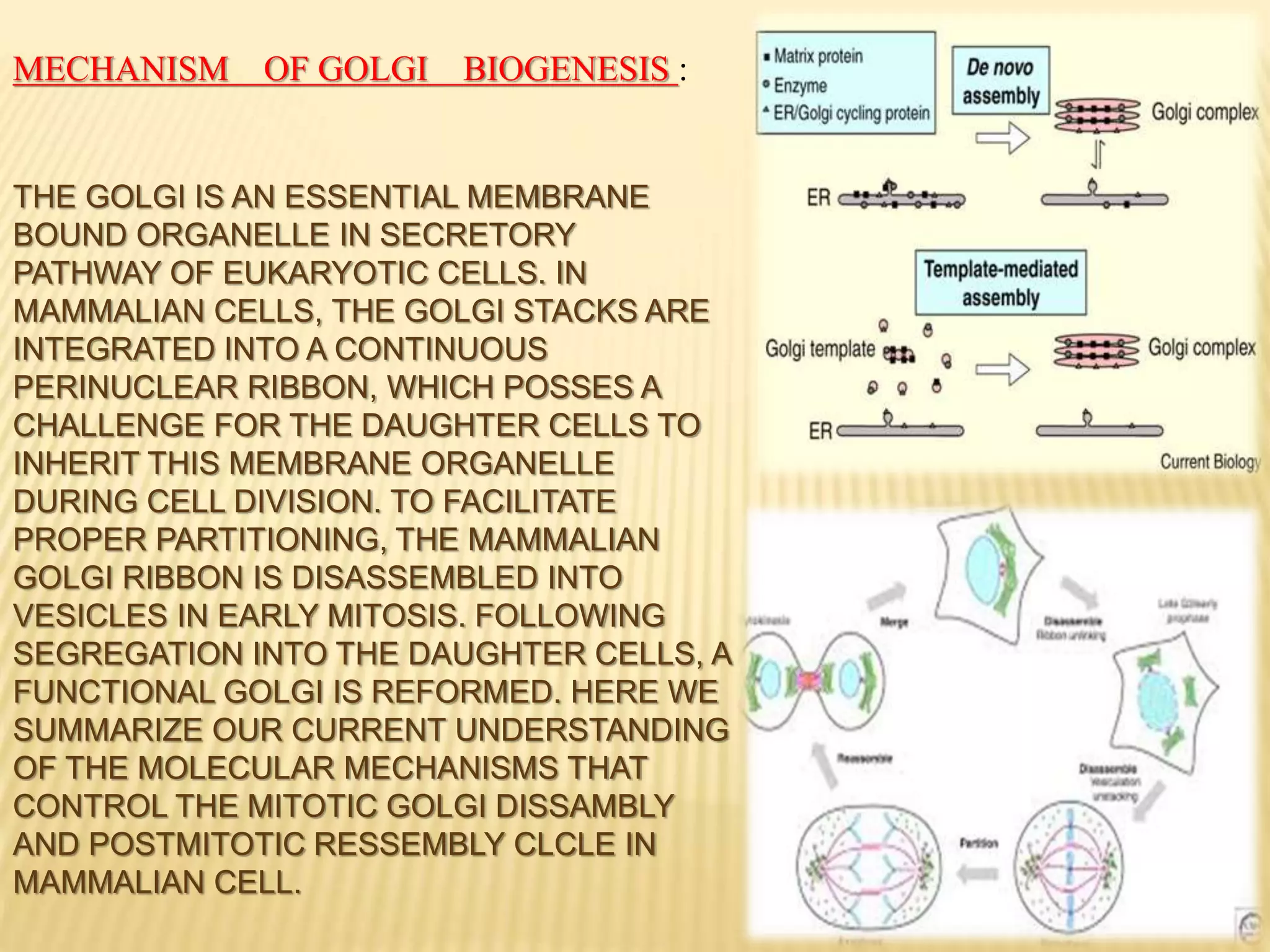 THE GOLGI IS AN ESSENTIAL MEMBRANE
BOUND ORGANELLE IN SECRETORY
PATHWAY OF EUKARYOTIC CELLS. IN
MAMMALIAN CELLS, THE GOLGI STACKS ARE
INTEGRATED INTO A CONTINUOUS
PERINUCLEAR RIBBON, WHICH POSSES A
CHALLENGE FOR THE DAUGHTER CELLS TO
INHERIT THIS MEMBRANE ORGANELLE
DURING CELL DIVISION. TO FACILITATE
PROPER PARTITIONING, THE MAMMALIAN
GOLGI RIBBON IS DISASSEMBLED INTO
VESICLES IN EARLY MITOSIS. FOLLOWING
SEGREGATION INTO THE DAUGHTER CELLS, A
FUNCTIONAL GOLGI IS REFORMED. HERE WE
SUMMARIZE OUR CURRENT UNDERSTANDING
OF THE MOLECULAR MECHANISMS THAT
CONTROL THE MITOTIC GOLGI DISSAMBLY
AND POSTMITOTIC RESSEMBLY CLCLE IN
MAMMALIAN CELL.
MECHANISM OF GOLGI BIOGENESIS :
 