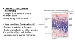 • Functional Layer (stratum
functionalis)
-Changes in response to ovarian
hormone cycles
-Sheds during menstruation
• Deep basal layer (stratum basalis)
-Remains intact during the cycle
-Contains spiral arteries which supplies
the functional layer as it thickens
-Unresponsive to ovarian hormones.
 
