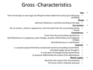 Gross -Characteristics
•Size
–from microscopic to very huge size filling the whole abdominal cavity (up to 40 kg was
recorded).
•Shape
–Spherical, flattened, or pointed according to the type.
•Cut section:
–On cut section,, whorly in appearance, and more pale than the surrounding uterine
muscle.
•Consistency:
–firmer than the surrounding myometrium.
–Soft fibroid occurs in pregnancy, cystic changes, vascular, inflammatory, and malignant
changes.
–Hard fibroid occurs in calcification.
•Capsule:
–Is a pseudo-capsule formed by compressed normal surrounding muscle fibres.
–the blood supply comes through it,
–it is the plain of cleavage during myomectomy
–its presence differentiate the myoma from adenomyosis.
•Blood supply:
–Nourishes the myoma from the periphery,
–The tumor itself is relatively avascular.
 