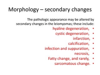 Morphology – secondary changes
The pathologic appearance may be altered by
secondary changes in the leiomyomas; these include:
•hyaline degeneration,
•cystic degeneration,
•infarction,
•calcification,
•infection and suppuration,
•necrosis,
•Fatty change, and rarely,
•sarcomatous change.
 