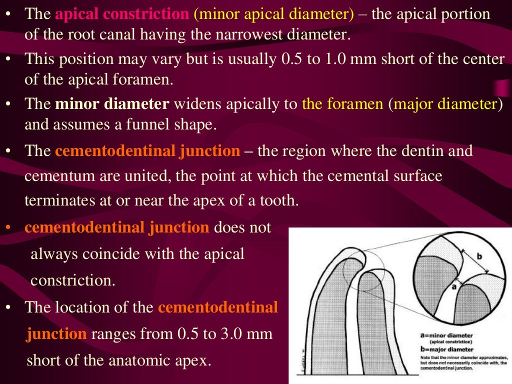working length estimation in endodontic