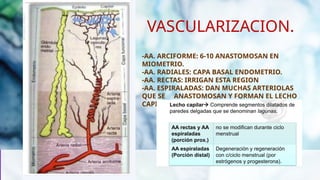 ENDOMETRIO.pptx anatomía y fisiología yv | PPTX