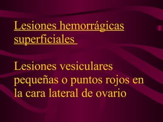 Lesiones hemorrágicas superficiales  Lesiones vesiculares pequeñas o puntos rojos en la cara lateral de ovario   