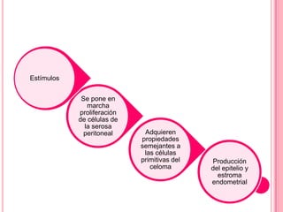 Producción
del epitelio y
estroma
endometrial
Adquieren
propiedades
semejantes a
las células
primitivas del
celoma
Se pone en
marcha
proliferación
de células de
la serosa
peritoneal
Estímulos
 