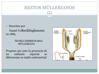 RESTOS MÜLLERIANOS
 Descritos por
Daniel VoRecklinghausen
en 1885
TEORÍA EMBRIONARIA
MÜLLERIANA
Propone que ante la presencia de
un estímulo especial se
diferencian en tejido endometrial
FR
 