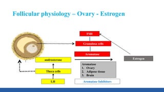 Follicular physiology – Ovary - Estrogen
Theca cells
LH
FSH
Granulosa cells
Aromatase
Estrogen
Aromatase Inhibitors
Aromatase
1. Ovary
2. Adipose tissue
3. Brain
androsterone
 