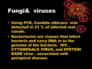Fungi& viruses 
• Using PCR, Candida albicans was 
detected in 21 % of infected root 
canals. 
• Bacteriocins are viruses that infect 
bacteria and carry DNA in to the 
genome of the bacteria. HIV , 
CYTOMEGALO VIRUS, and EPSTEIN 
BARR virus – associated with 
periapical disease. 
 