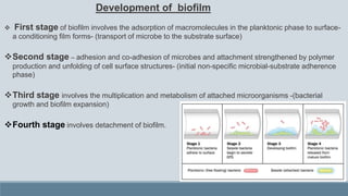 Development of biofilm
 First stage of biofilm involves the adsorption of macromolecules in the planktonic phase to surface-
a conditioning film forms- (transport of microbe to the substrate surface)
Second stage – adhesion and co-adhesion of microbes and attachment strengthened by polymer
production and unfolding of cell surface structures- (initial non-specific microbial-substrate adherence
phase)
Third stage involves the multiplication and metabolism of attached microorganisms -(bacterial
growth and biofilm expansion)
Fourth stage involves detachment of biofilm.
 