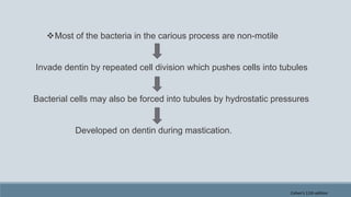 Most of the bacteria in the carious process are non-motile
Invade dentin by repeated cell division which pushes cells into tubules
Bacterial cells may also be forced into tubules by hydrostatic pressures
Developed on dentin during mastication.
Cohen's 11th edition
 