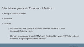 Other Microorganisms in Endodontic Infections:
 Fungi: Candida species
 Archaea
 Viruses
o Noninflamed vital pulps of Patients infected with the human
immunodeficiency virus.
o Human cytomegalovirus (HCMV) and Epstein-Barr virus (EBV) have been
detected in apical periodontitis lesions.
Cohen's 11th edition
 