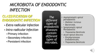 MICROBIOTA OF ENDODONTIC
INFECTION
CLASSIFICATION OF
ENDODONTIC INFECTION
▪ Extra radicular infection
▪ Intra radicular infection
▪ Primary infection
▪ Secondary infection
▪ Persistent infection
• Asymptomatic apical
periodontitis
• Dialister invisnus
• Bacteroids.
• Symptomatic Apical
Periodontitis
• Treponema Denticola
• Acute Apical Abscess
• Porphyromonas
Endodonticalis,
• Treponema Denticola
The
different
types of
endodontic
diseases
contain
different
types of
microbes.
 