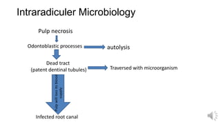 Intraradiculer Microbiology
Pulp necrosis
Odontoblastic processes autolysis
Dead tract
(patent dentinal tubules) Traversed with microorganism
Infected root canal
 