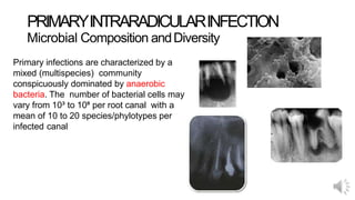 PRIMARYINTRARADICULARINFECTION
Microbial Composition andDiversity
Primary infections are characterized by a
mixed (multispecies) community
conspicuously dominated by anaerobic
bacteria. The number of bacterial cells may
vary from 10³ to 10⁸ per root canal with a
mean of 10 to 20 species/phylotypes per
infected canal
 