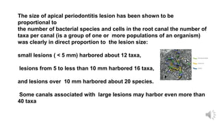 The size of apical periodontitis lesion has been shown to be
proportional to
the number of bacterial species and cells in the root canal the number of
taxa per canal (is a group of one or more populations of an organism)
was clearly in direct proportion to the lesion size:
small lesions ( < 5 mm) harbored about 12 taxa,
lesions from 5 to less than 10 mm harbored 16 taxa,
and lesions over 10 mm harbored about 20 species.
Some canals associated with large lesions may harbor even more than
40 taxa
 
