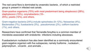 The root canal flora is dominated by anaerobic bacteria , of which a restricted
group is present in infected root canals.
Gram-positive organisms (75%) with most predominant being streptococci (28%),
staphylococci (15%), corynebacteria (10–
25%), yeasts (12%), and others.
Gram-negative bacteria (24%) include spirochetes (9–12%), Neisseriae (4%),
Bacteroides (7%), fusobacteria (3%), pseudomonas (2%), coliform bacteria
(1%), and others.
Researchers have confirmed that Tannerella forsythia is a common member of
microbiota associated with endodontic infections including abscesses.
Fusobacterium nucleatum has also been identified as a commonly encountered
gram-negative organism with five subspecies, namely fusiforme , nucleatum ,
polymorphum , vincentii , and animalis .
 