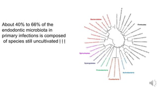 About 40% to 66% of the
endodontic microbiota in
primary infections is composed
of species still uncultivated ḷ ḷ ḷ
 