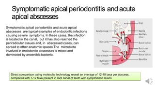 Symptomatic apical periodontitis andacute
apical abscesses
Symptomatic apical periodontitis and acute apical
abscesses are typical examples of endodontic infections
causing severe symptoms. In these cases, the infection
is located in the canal, but it has also reached the
periradicular tissues and, in abscessed cases, can
spread to other anatomic spaces The microbiota
involved in endodontic abscesses is mixed and
dominated by anaerobic bacteria.
Direct comparison using molecular technology reveal an average of 12-18 taxa per abscess,
compared with 7-12 taxa present in root canal of teeth with symptomatic lesion
 