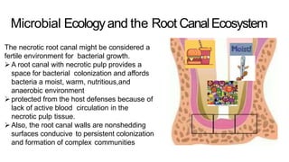 Microbial Ecologyand the Root CanalEcosystem
The necrotic root canal might be considered a
fertile environment for bacterial growth.
 A root canal with necrotic pulp provides a
space for bacterial colonization and affords
bacteria a moist, warm, nutritious,and
anaerobic environment
 protected from the host defenses because of
lack of active blood circulation in the
necrotic pulp tissue.
 Also, the root canal walls are nonshedding
surfaces conducive to persistent colonization
and formation of complex communities
 