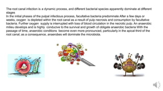 The root canal infection is a dynamic process, and different bacterial species apparently dominate at different
stages
In the initial phases of the pulpal infectious process, facultative bacteria predominate After a few days or
weeks, oxygen is depleted within the root canal as a result of pulp necrosis and consumption by facultative
bacteria. Further oxygen supply is interrupted with loss of blood circulation in the necrotic pulp. An anaerobic
milieu develops and is highly conducive to the survival and growth of obligate anaerobic bacteria With the
passage of time, anaerobic conditions become even more pronounced, particularly in the apical third of the
root canal; as a consequence, anaerobes will dominate the microbiota.
 