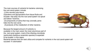 The main sources of nutrients for bacteria colonizing
the root canal system include:
(1)the necrotic pulp tissue,
(2)proteins and glycoproteins from tissue fluids and
exudate that seep into the root canal system via apical
and lateral foramina,
(3)components of saliva that may coronally pene-
trate into the root canal,
(4) products of the metabolism of other bacteria.
Because the largest amount of nutrients is
available in the main canal, the most voluminous part of
the root canal system, most of the infecting microbiota
(particularly fastidious anaerobic species) is expected
to be located in this region
Bacterial species that can best utilize and compete for nutrients in the root canal system will
succeed in colonization
 