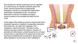 Even though the necrotic pulp tissue can be regarded
as a finite source of nutrients to bacteria (given the
small volume of tissue that is progressively
degraded), induction of periradicular inflammation
guarantees a sustainable source of nutrients,
particularly in the form of proteins and glyco-
proteins present in the exudate that seep into the
canal
At this stage of the infectious process, bacteria that have a
proteolytic capacity or establish a cooperative interaction
with those that can utilize this substrate in the
metabolism, start to dominate. Therefore, as the
infectious process reaches the stage of induction of
periradicular inflammation, proteins become the principal
nutrient source, particularly in the apical part of the canal,
favoring the establishment of anaerobic species that
utilize peptides or amino acids in their metabolism
 