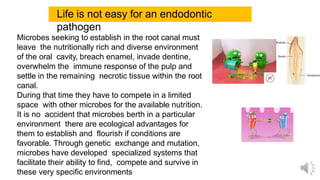Microbes seeking to establish in the root canal must
leave the nutritionally rich and diverse environment
of the oral cavity, breach enamel, invade dentine,
overwhelm the immune response of the pulp and
settle in the remaining necrotic tissue within the root
canal.
During that time they have to compete in a limited
space with other microbes for the available nutrition.
It is no accident that microbes berth in a particular
environment there are ecological advantages for
them to establish and flourish if conditions are
favorable. Through genetic exchange and mutation,
microbes have developed specialized systems that
facilitate their ability to find, compete and survive in
these very specific environments
Life is not easy for an endodontic
pathogen
 