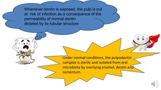Under normal conditions, the pulpodentin
complex is sterile and isolated from oral
microbiota by overlying enamel, dentin and
cementum.
Whenever dentin is exposed, the pulp is put
at risk of infection as a consequence of the
permeability of normal dentin
dictated by its tubular structure
 