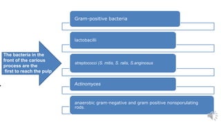 .
Gram-positive bacteria
lactobacilli
streptococci (S. mitis, S. ralis, S.anginosus
Actinomyces
anaerobic gram-negative and gram positive nonsporulating
rods.
The bacteria in the
front of the carious
process are the
first to reach the pulp
 
