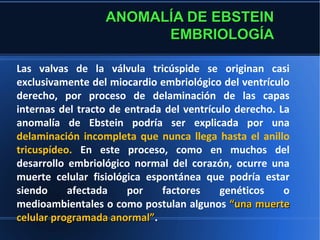 ANOMALÍA DE EBSTEIN
                        EMBRIOLOGÍA

Las valvas de la válvula tricúspide se originan casi
exclusivamente del miocardio embriológico del ventrículo
derecho, por proceso de delaminación de las capas
internas del tracto de entrada del ventrículo derecho. La
anomalía de Ebstein podría ser explicada por una
delaminación incompleta que nunca llega hasta el anillo
tricuspídeo. En este proceso, como en muchos del
desarrollo embriológico normal del corazón, ocurre una
muerte celular fisiológica espontánea que podría estar
siendo     afectada    por    factores     genéticos    o
medioambientales o como postulan algunos “una muerte
celular programada anormal”.
                    anormal”
 