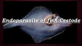 Endoparasite of fish:Cestode
 