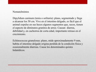 Nematelmintos

Dipylidum caninum (tenia o solitaria): plano, segmentado y llega
a alcanzar los 50 cm. Vive en el intestino delgado, es fácil que el
animal expulse en sus heces algunos segmentos que, secos, tienen
el aspecto de diminutos granitos de arroz. Causan diarrea,
debilidad y, en cachorros de corta edad, importante retraso en el
crecimiento.

Echinococcus granulosus: plano, mide aproximadamente 9 mm,
habita el intestino delgado origina perdida de la condición física y
ocasionalmente diarreas. Causa los denominados quistes
hidatídicos.
 