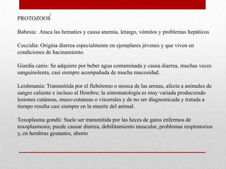 2
PROTOZOOS

Babesia: Ataca las hematíes y causa anemia, letargo, vómitos y problemas hepáticos

Coccidia: Origina diarrea especialmente en ejemplares jóvenes y que viven en
condiciones de hacinamiento.

Giardia canis: Se adquiere por beber agua contaminada y causa diarrea, muchas veces
sanguinolenta, casi siempre acompañada de mucha mucosidad.

Leishmania: Transmitida por el flebótomo o mosca de las arenas, afecta a animales de
sangre caliente e incluso al Hombre; la sintomatología es muy variada produciendo
lesiones cutáneas, muco-cutaneas o viscerales y de no ser diagnosticada y tratada a
tiempo resulta casi siempre en la muerte del animal.

Toxoplasma gondii: Suele ser transmitida por las heces de gatos enfermos de
toxoplasmosis; puede causar diarrea, debilitamiento muscular, problemas respiratorios
y, en hembras gestantes, aborto
 