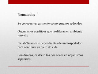 5
Nematodos

Se conocen vulgarmente como gusanos redondos

Organismos acuáticos que proliferan en ambiente
terrestre

metabólicamente dependientes de un hospedador
para continuar su ciclo de vida

Son dioicos, es decir, los dos sexos en organismos
separados
 