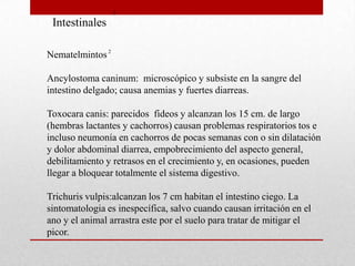 2

 Intestinales

Nematelmintos 2

Ancylostoma caninum: microscópico y subsiste en la sangre del
intestino delgado; causa anemias y fuertes diarreas.

Toxocara canis: parecidos fideos y alcanzan los 15 cm. de largo
(hembras lactantes y cachorros) causan problemas respiratorios tos e
incluso neumonía en cachorros de pocas semanas con o sin dilatación
y dolor abdominal diarrea, empobrecimiento del aspecto general,
debilitamiento y retrasos en el crecimiento y, en ocasiones, pueden
llegar a bloquear totalmente el sistema digestivo.

Trichuris vulpis:alcanzan los 7 cm habitan el intestino ciego. La
sintomatologia es inespecífica, salvo cuando causan irritación en el
ano y el animal arrastra este por el suelo para tratar de mitigar el
picor.
 