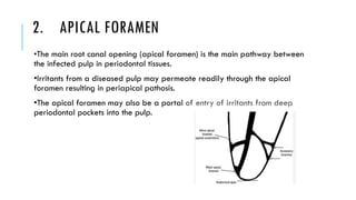 2. APICAL FORAMEN
•The main root canal opening (apical foramen) is the main pathway between
the infected pulp in periodontal tissues.
•Irritants from a diseased pulp may permeate readily through the apical
foramen resulting in periapical pathosis.
•The apical foramen may also be a portal of entry of irritants from deep
periodontal pockets into the pulp.
 