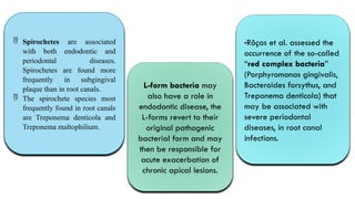  Spirochetes are associated
with both endodontic and
periodontal diseases.
Spirochetes are found more
frequently in subgingival
plaque than in root canals.
 The spirochete species most
frequently found in root canals
are Treponema denticola and
Treponema maltophilium.
•Rôças et al. assessed the
occurrence of the so-called
“red complex bacteria”
(Porphyromonas gingivalis,
Bacteroides forsythus, and
Treponema denticola) that
may be associated with
severe periodontal
diseases, in root canal
infections.
L-form bacteria may
also have a role in
endodontic disease, the
L-forms revert to their
original pathogenic
bacterial form and may
then be responsible for
acute exacerbation of
chronic apical lesions.
 