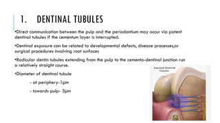 1. DENTINAL TUBULES
•Direct communication between the pulp and the periodontium may occur via patent
dentinal tubules if the cementum layer is interrupted.
•Dentinal exposure can be related to developmental defects, disease processes,or
surgical procedures involving root surfaces
•Radicular dentin tubules extending from the pulp to the cemento-dentinal junction run
a relatively straight course.
•Diameter of dentinal tubule
- at periphery-1µm
- towards pulp- 3µm
 