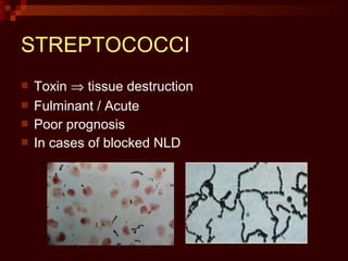 STREPTOCOCCI
 Toxin ⇒ tissue destruction
 Fulminant / Acute
 Poor prognosis
 In cases of blocked NLD
 