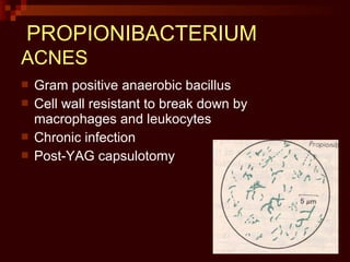PROPIONIBACTERIUM
ACNES
 Gram positive anaerobic bacillus
 Cell wall resistant to break down by
macrophages and leukocytes
 Chronic infection
 Post-YAG capsulotomy
 
