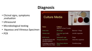 Diagnosis
• Clicinal signs, symptoms
,evaluation
• Ultrasound
• Microbiological testing
• Aqueous and Vitreous Specimen
• PCR
 